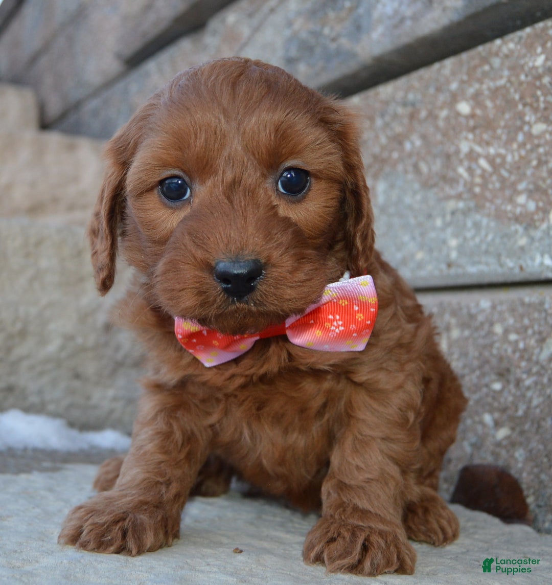 Cockapoo dogs for sale: Coco - Ad 3