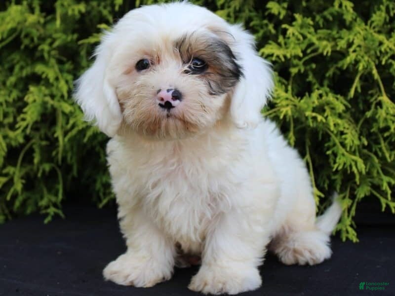 Teddy Bear dogs Hickory - Ad 2