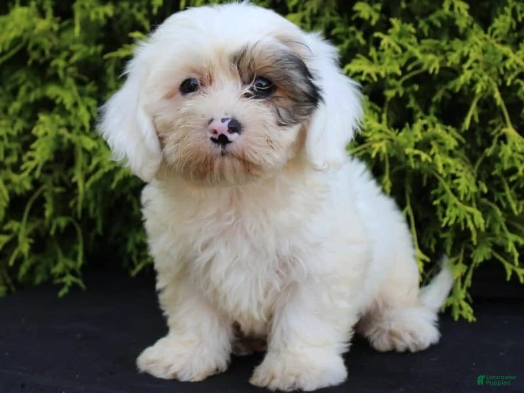 Teddy Bear dogs for sale: Hickory - Ad 2