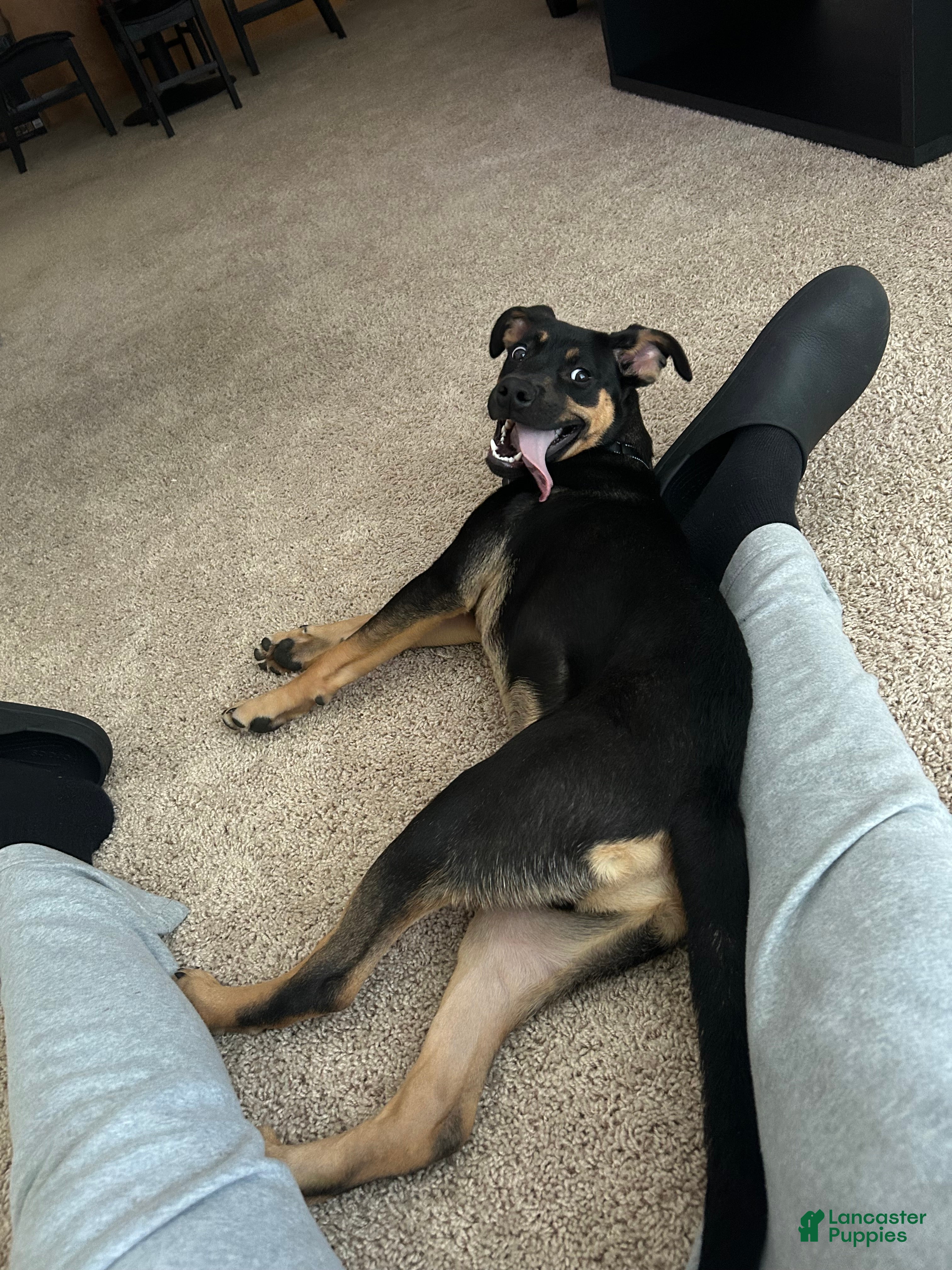 Mixed Breed dogs Mixed Breed Puppy 1 - Ad 24