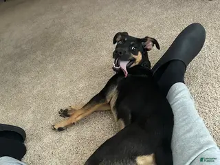 Mixed Breed dogs Mixed Breed Puppy 1 - Ad 24