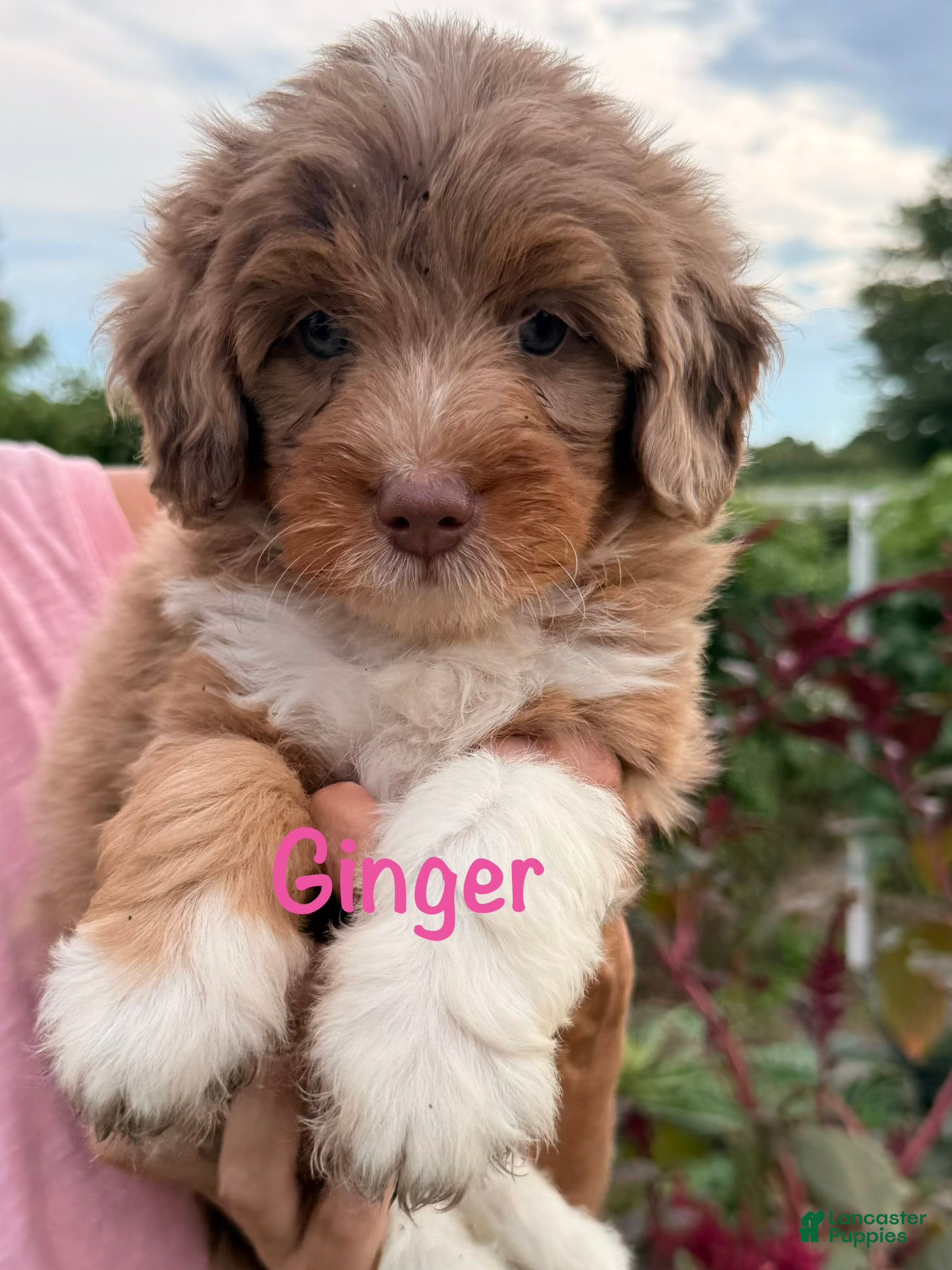 Bernedoodle dogs Ginger - Ad 2