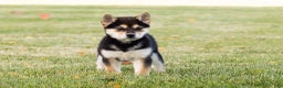 Shiba Inu dogs for sale: Lacy  - Ad 12