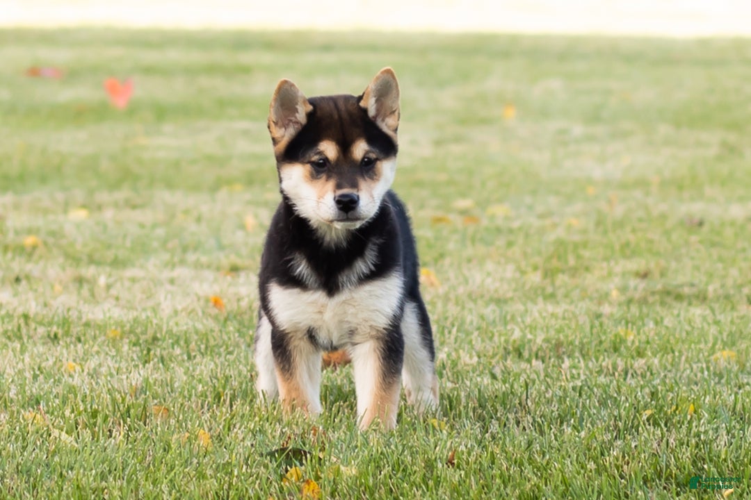 Shiba Inu dogs for sale: Lacy  - Ad 12