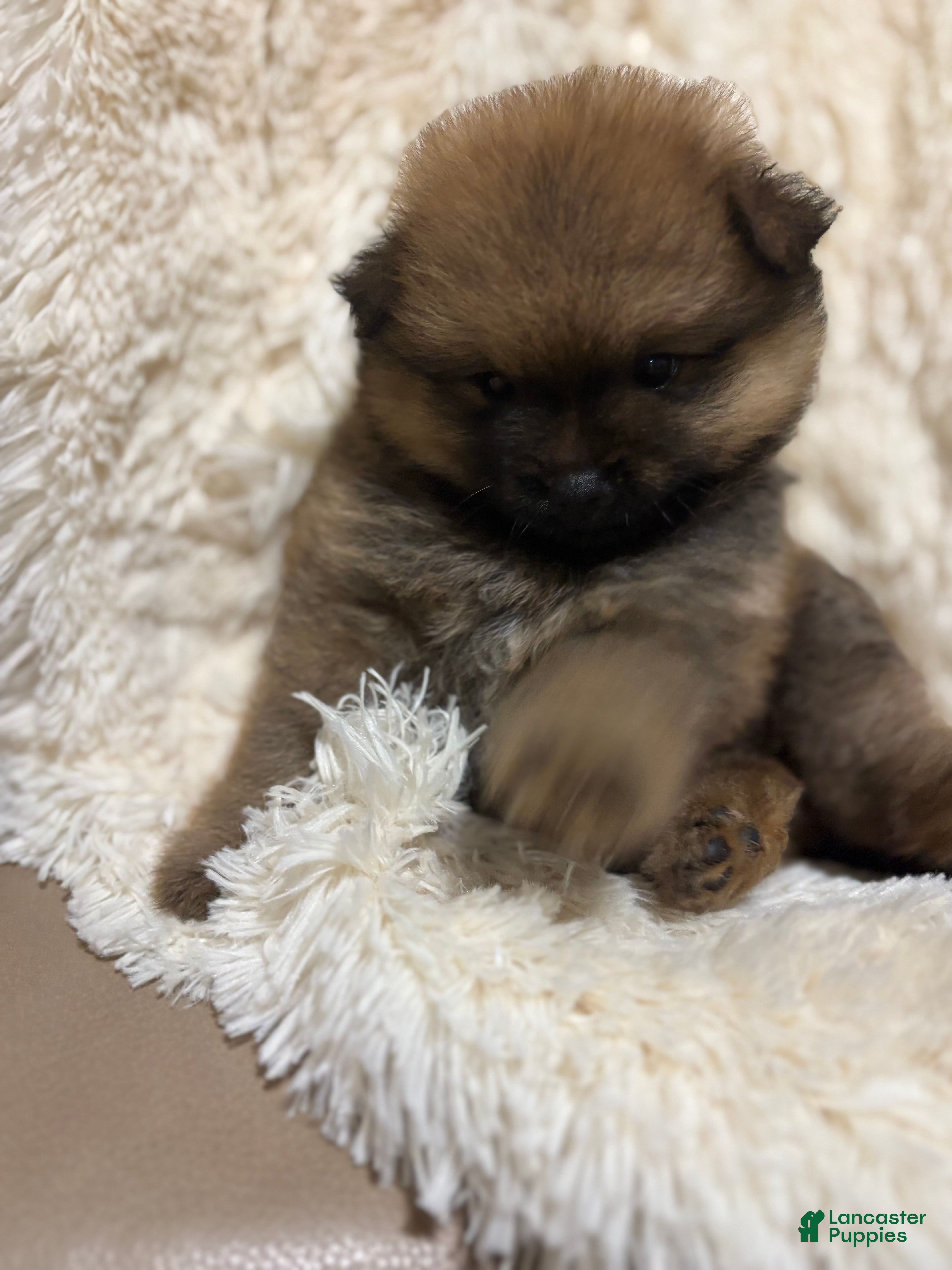 Pomeranian dogs Pomeranian 2 - Ad 2