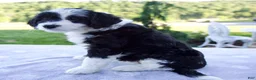 Mini Bernedoodle dogs for sale: Fiona - Ad 3