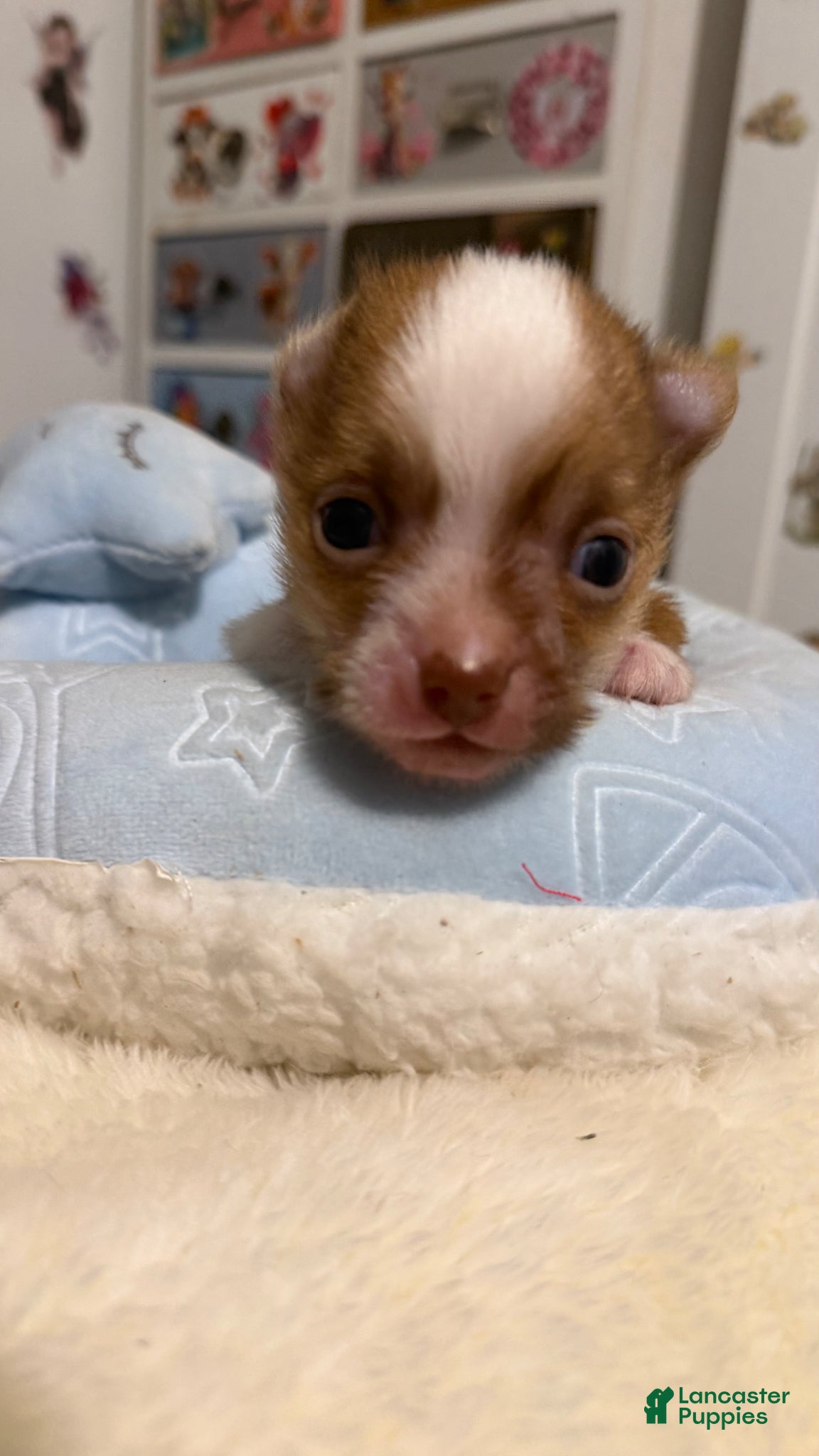 Chihuahua dogs Chihuahua Puppy 1 - Ad 1
