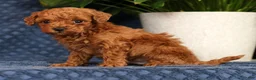 Cavapoo dogs for sale: Stanley - Ad 6
