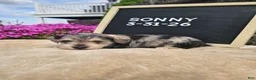 Miniature Schnauzer dogs for sale: Sunny - Ad 3