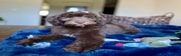 Labradoodle dogs for sale: Milo - Ad 9