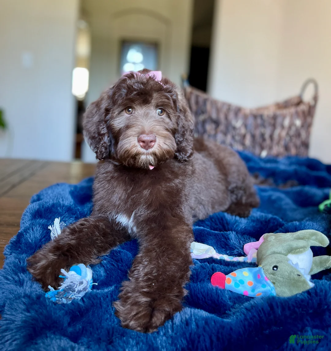 Labradoodle dogs for sale: Simon - Ad 10