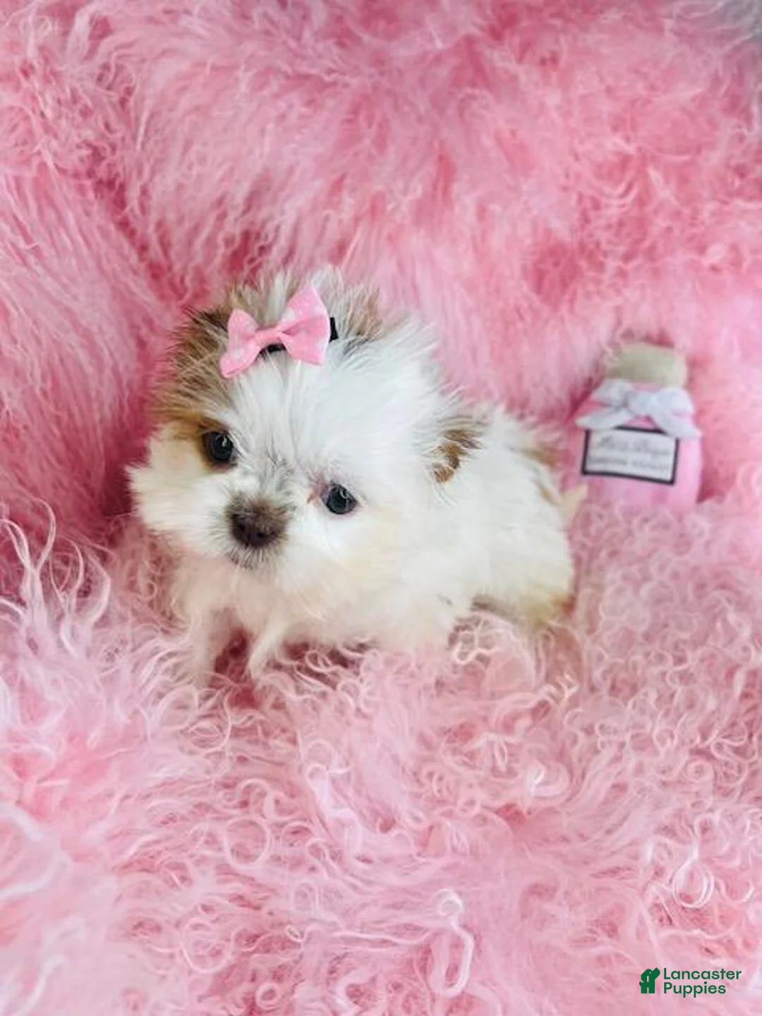 Shih Tzu dogs for sale: Shih Tzu Puppy 1 - Ad 4