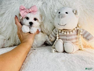 Maltese dogs - Ad 32