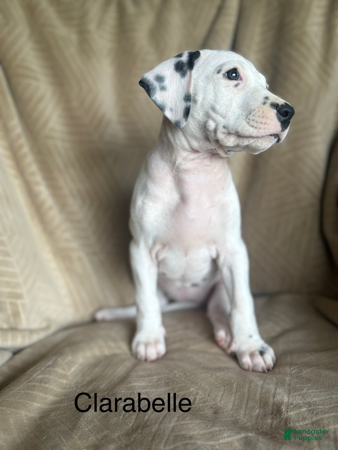 Mixed Breed dogs for sale: Samuel - Ad 21