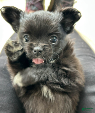 Chihuahua dogs Ebony - Ad 1