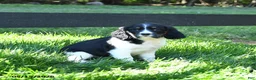 English Springer Spaniel dogs for sale: Gem   - Ad 3