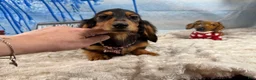 Dachshund dogs for sale: Import - Ad 9