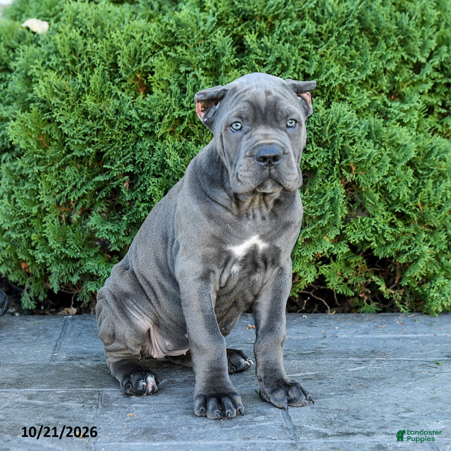 Cane Corso dogs Liberty - Ad 1