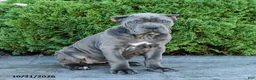 Cane Corso dogs for sale: Liberty - Ad 1