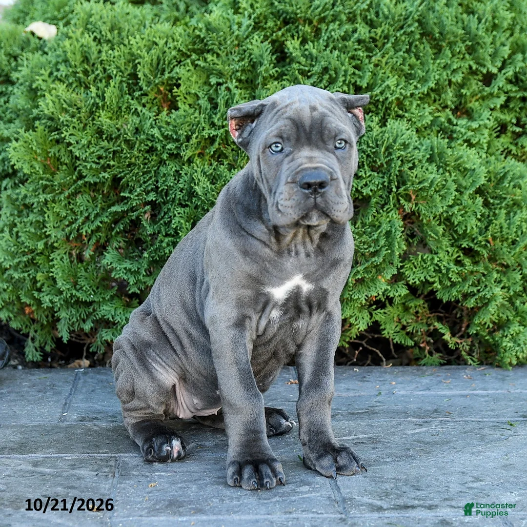 Cane Corso dogs for sale: Liberty - Ad 1