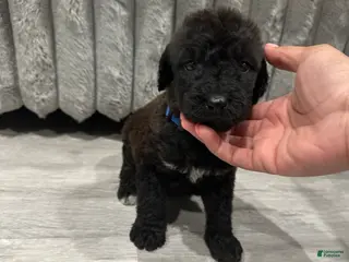 Mixed Breed dogs for sale: Airedoodle male - Ad 3