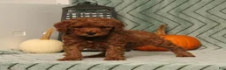 Miniature Poodle dogs for sale: Glory - Ad 3