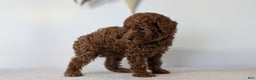 Toy Poodle dogs for sale: Cash - Ad 3