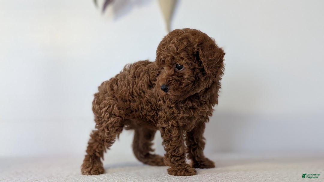 Toy Poodle dogs for sale: Cash - Ad 3