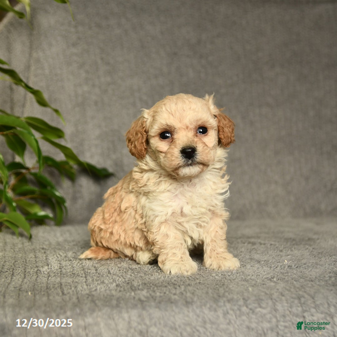 Cockapoo dogs for sale: Toby - Ad 1