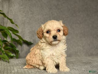 Cockapoo dogs Toby - Ad 37