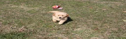 Golden Retriever dogs for sale: Quart - Ad 6