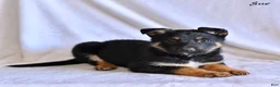 German Shepherd dogs for sale: Sue - Ad 3