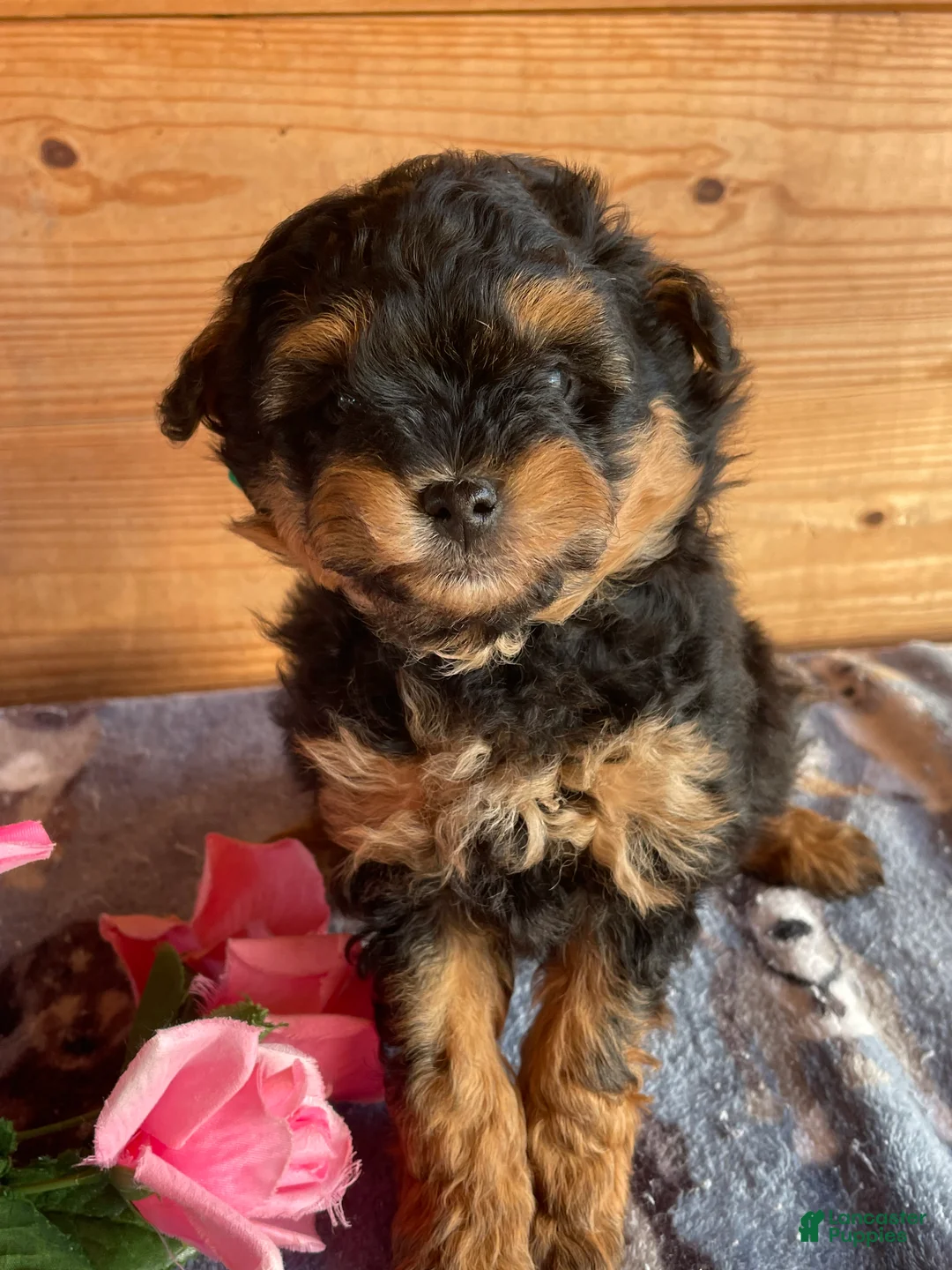 Pomapoo dogs for sale: Peanut - Ad 4