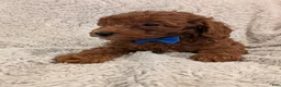 Miniature Poodle dogs for sale: Brody - Ad 9