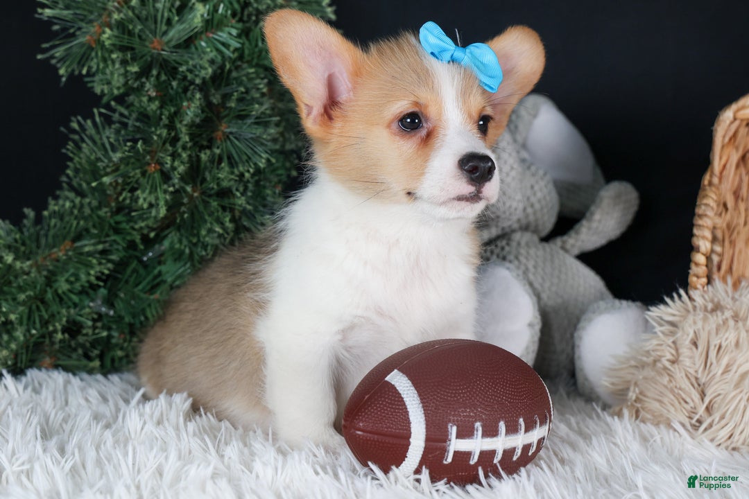 Welsh Corgi Pembroke dogs for sale: Ike - Ad 5