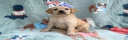 Goldendoodle dogs for sale: Brylynn - Ad 7