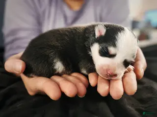 Pomsky dogs Pomsky Puppy Boy - 4 of 5 - Ad 3