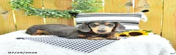 Miniature Dachshund dogs for sale: Carmi - Ad 7