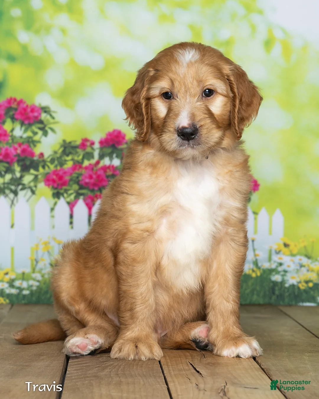 Goldendoodle dogs for sale: Travis - Ad 1