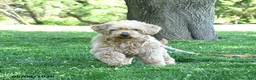 Mini Goldendoodle dogs for sale: June - Ad 3