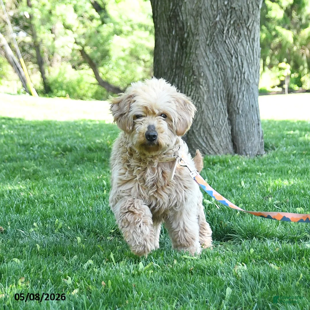 Mini Goldendoodle dogs for sale: June - Ad 3