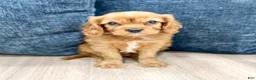 Cavalier King Charles Spaniel dogs for sale: Bruce - Ad 1