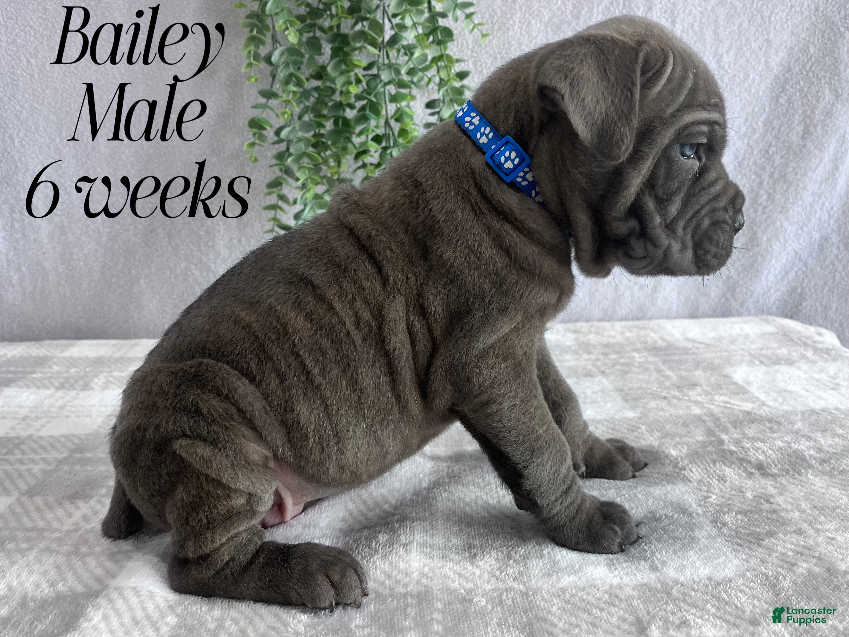 Cane Corso dogs Bailey - Ad 2