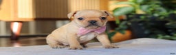 French Bulldog dogs for sale: Hailey - Ad 2