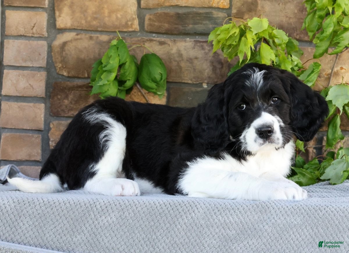 Saint Berdoodles dogs Alice - Ad 1
