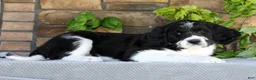 Saint Berdoodles dogs for sale: Alice - Ad 1