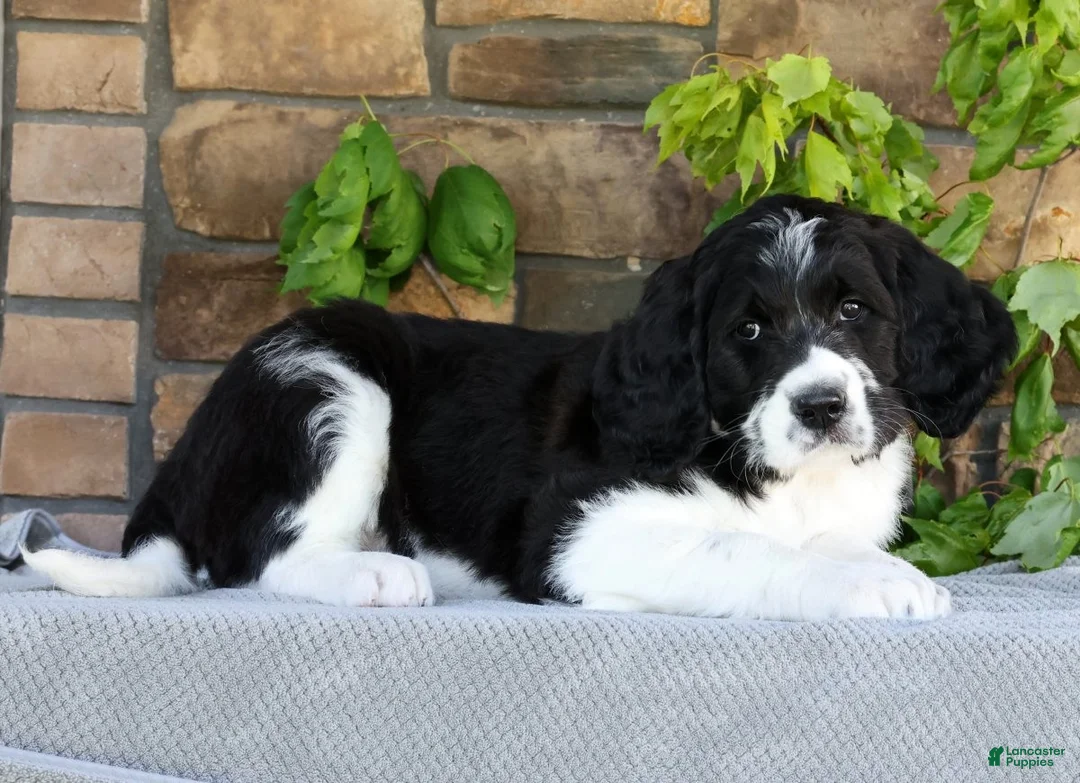 Saint Berdoodles dogs for sale: Alice - Ad 1