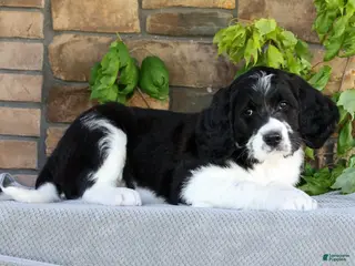 Saint Berdoodles dogs for sale: Alice - Ad 4