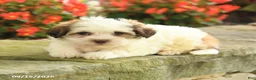 Teddy Bear dogs for sale: Julie  - Ad 4