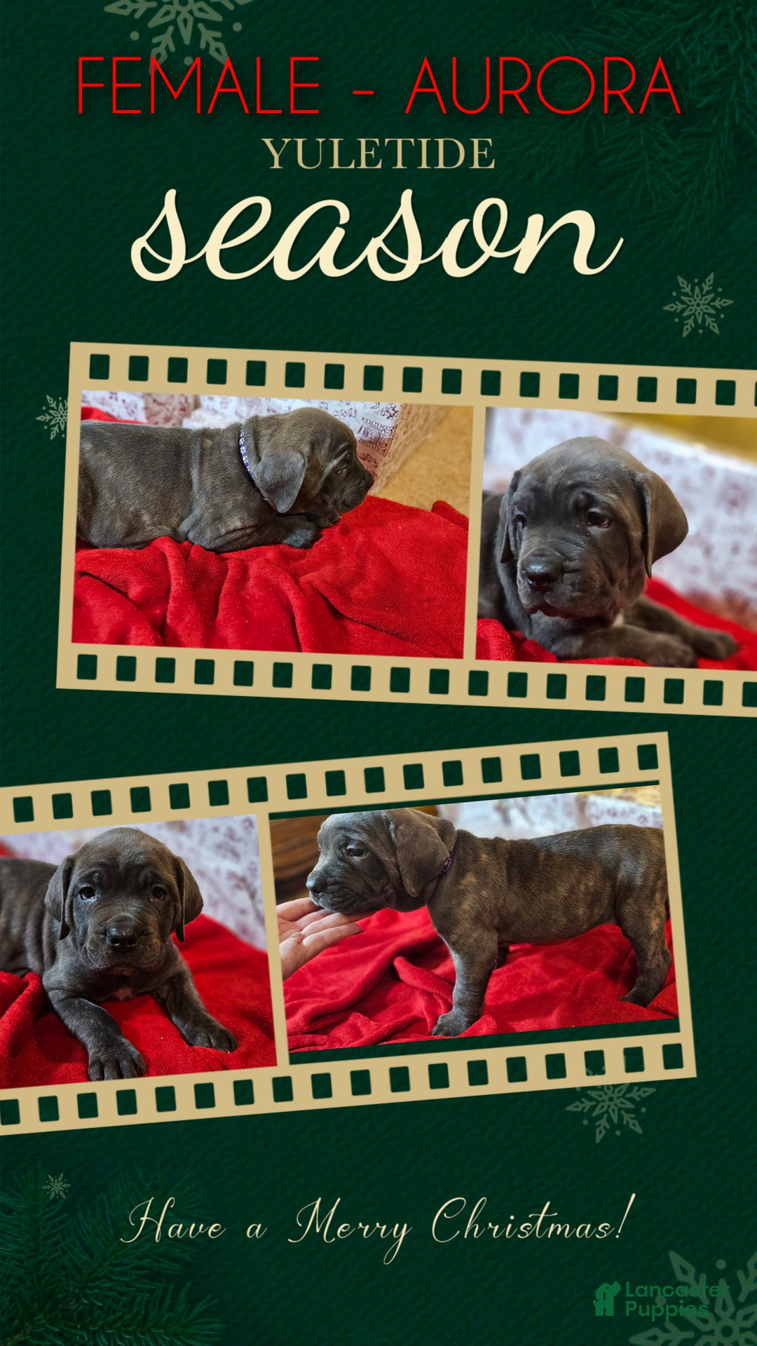 Cane Corso dogs for sale: Cane Corso Female Puppy Aurora - Ad 1
